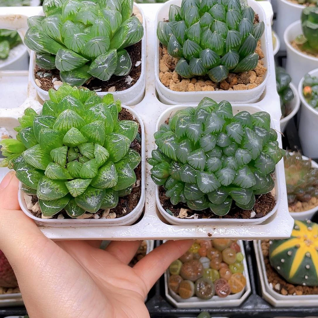 玉露四件套多肉，白盆