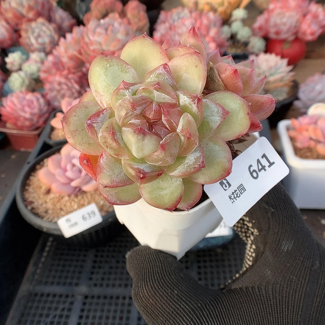 641胖花珍妮多肉植物666