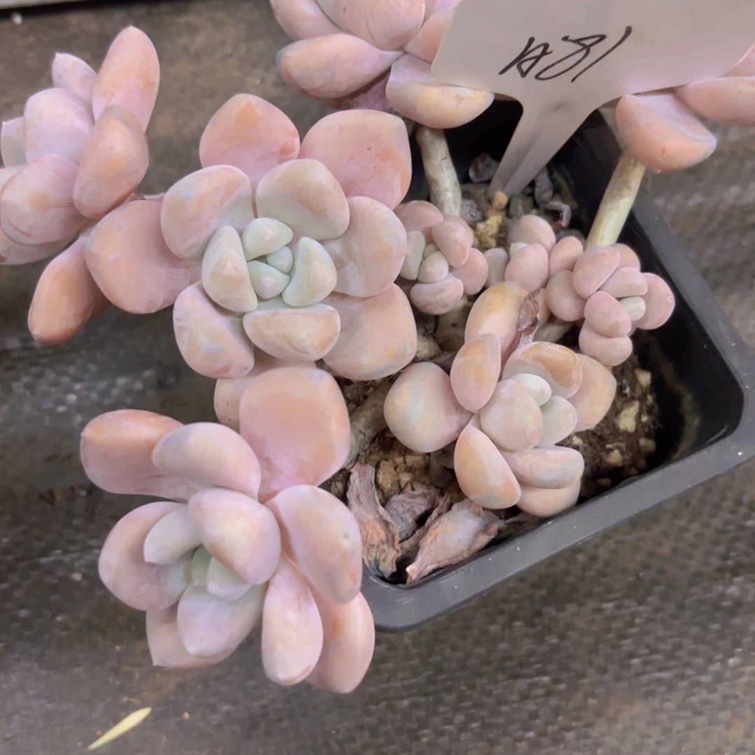 似***年达夫尼精品多肉一物一拍