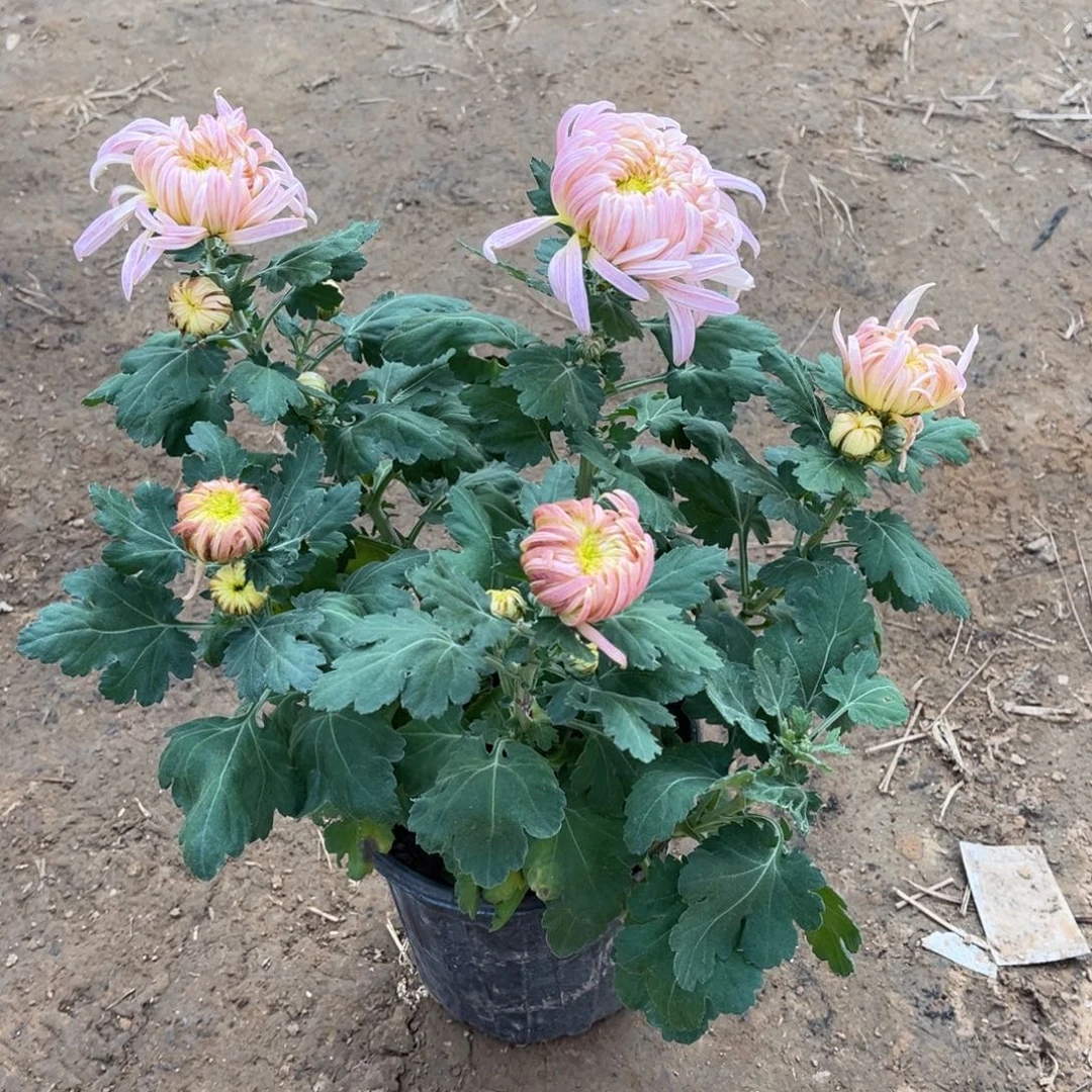 一****完全开放粉色原盆发