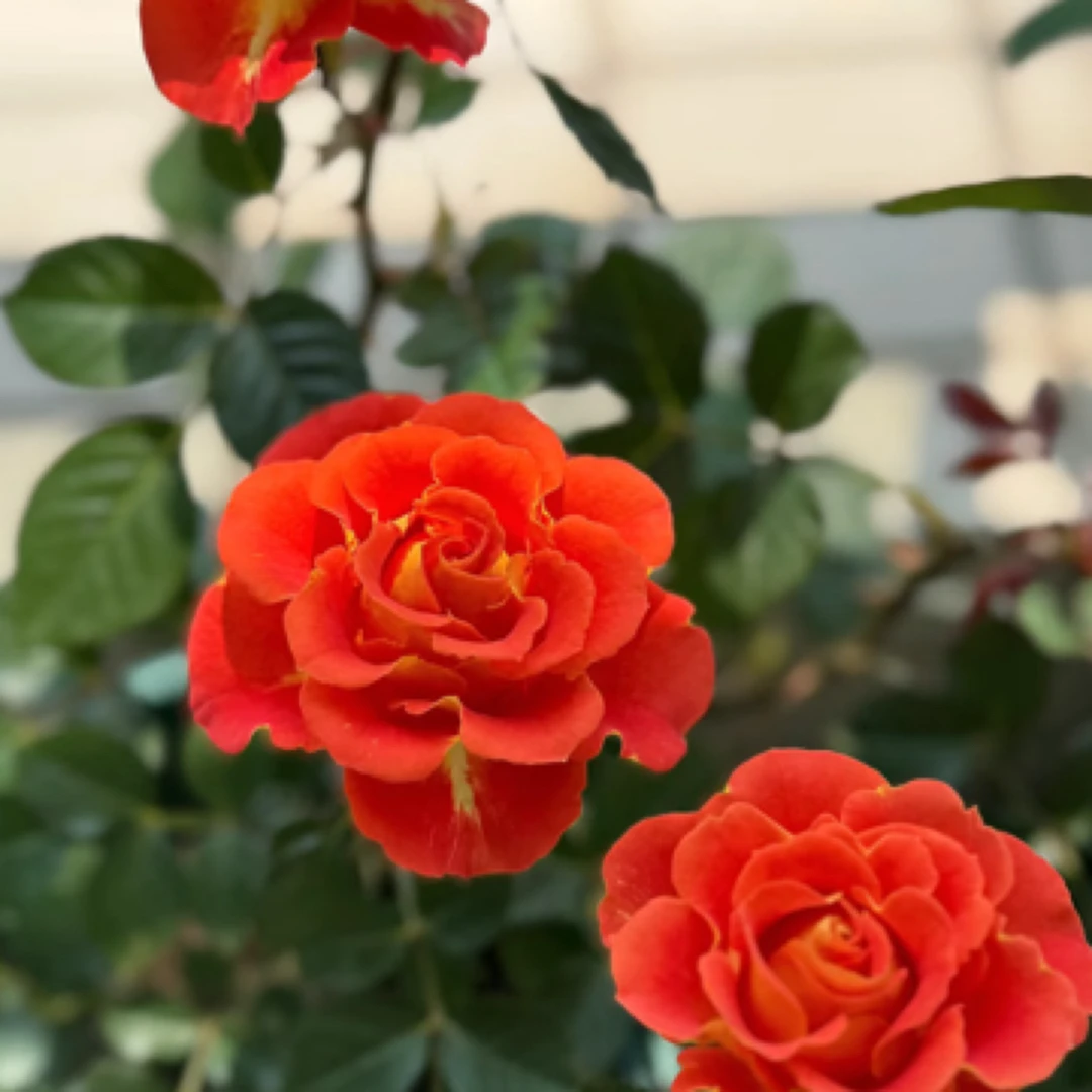 二桥多季节开花盆栽地栽玫瑰花庭院花卉