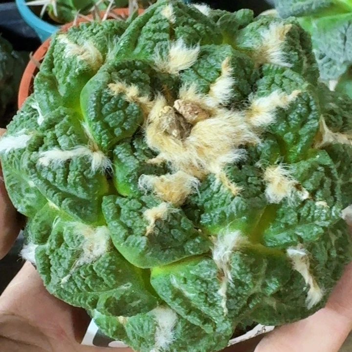 无花朵福利自根龟甲668