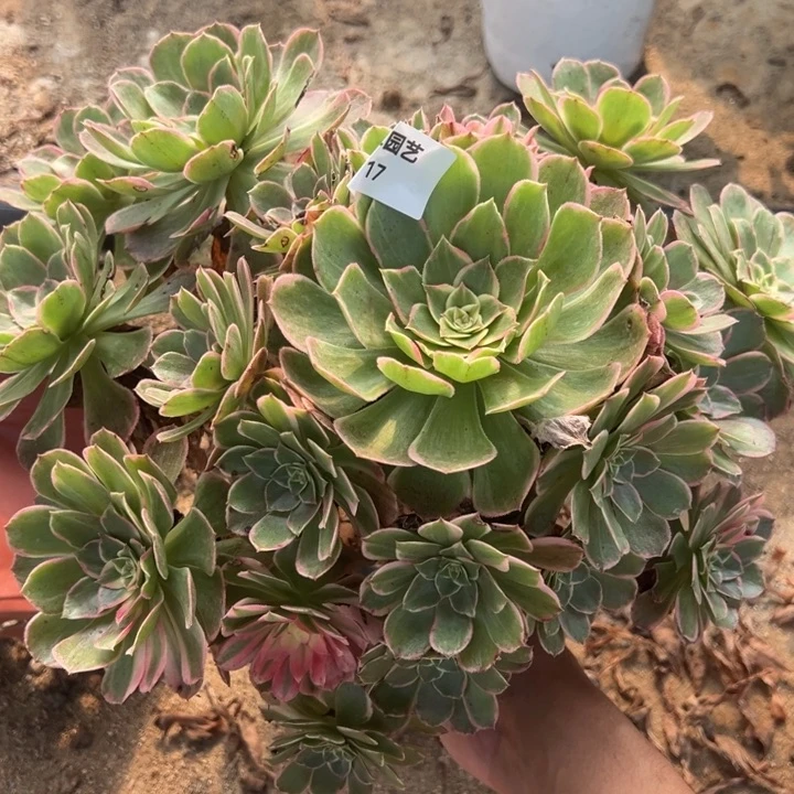 玉芙蓉多肉植物大颗117