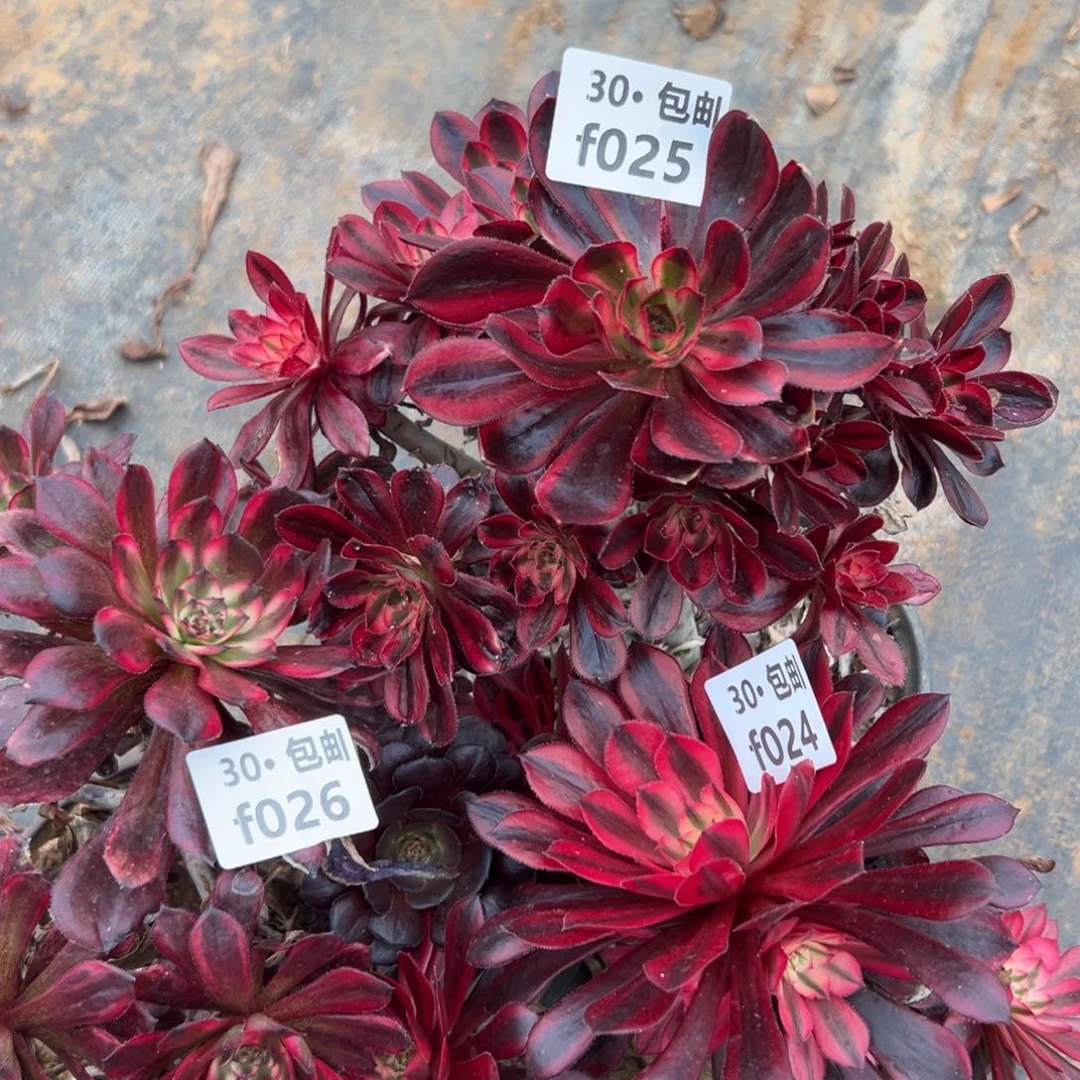 3颗处理瑕疵多肉法师不包损