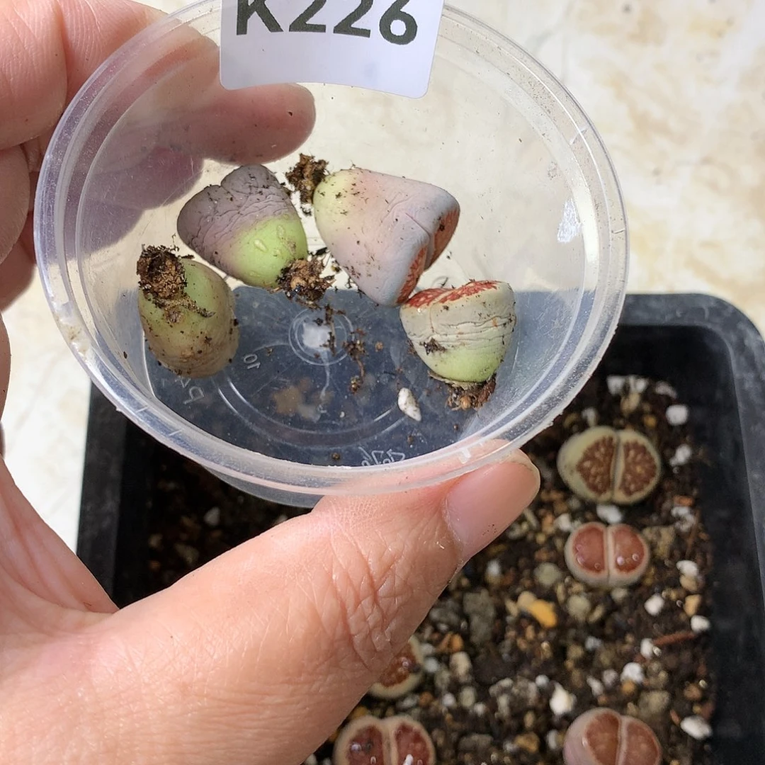 A****ᐝK226多肉植物保护