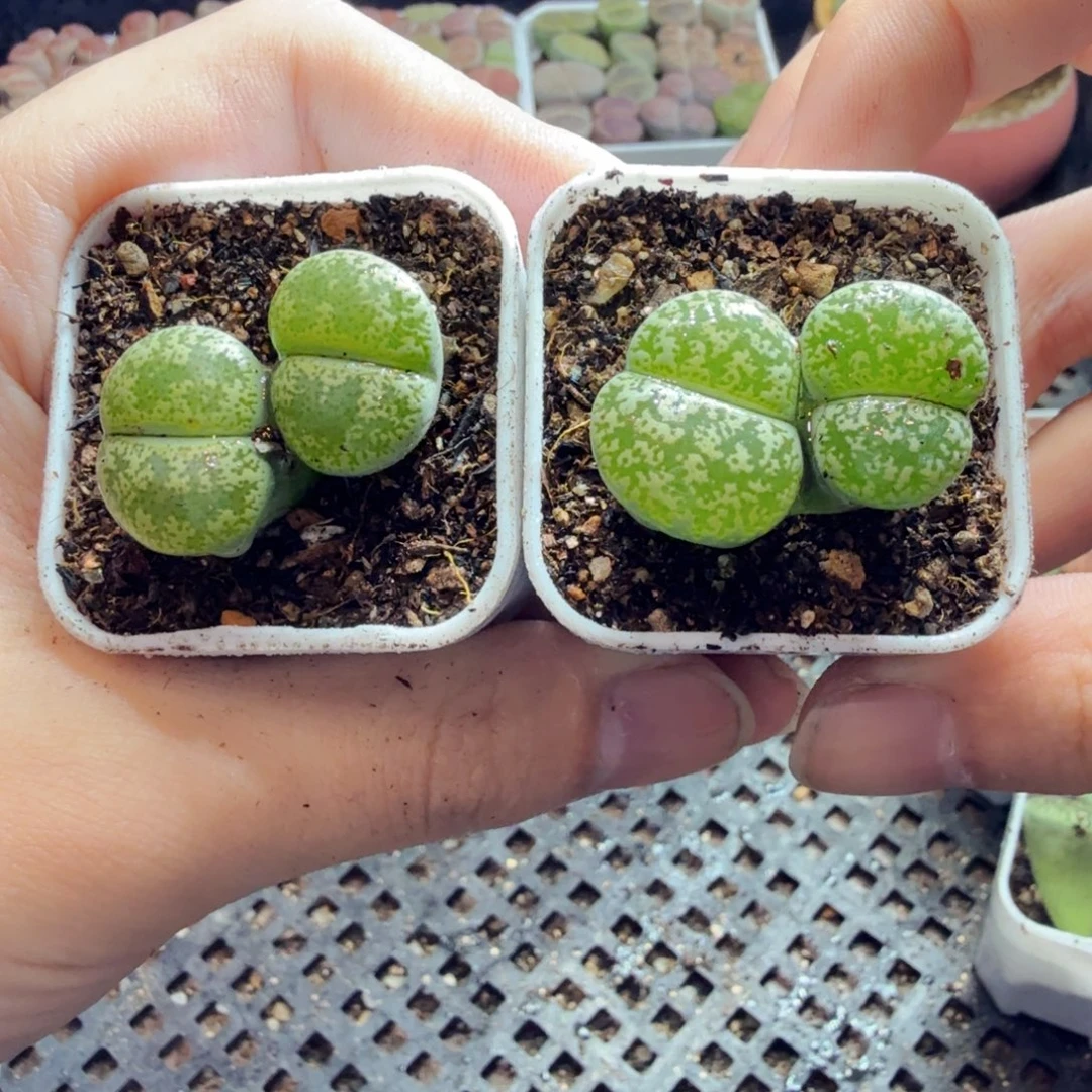 多肉植物的生长发育和171