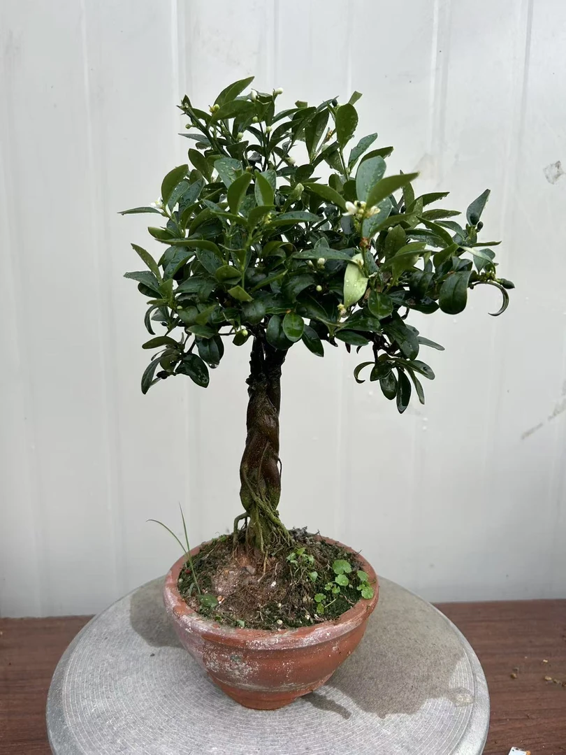 人工培养福建大果山桔盆景3杆合股大树造型一物一拍包邮