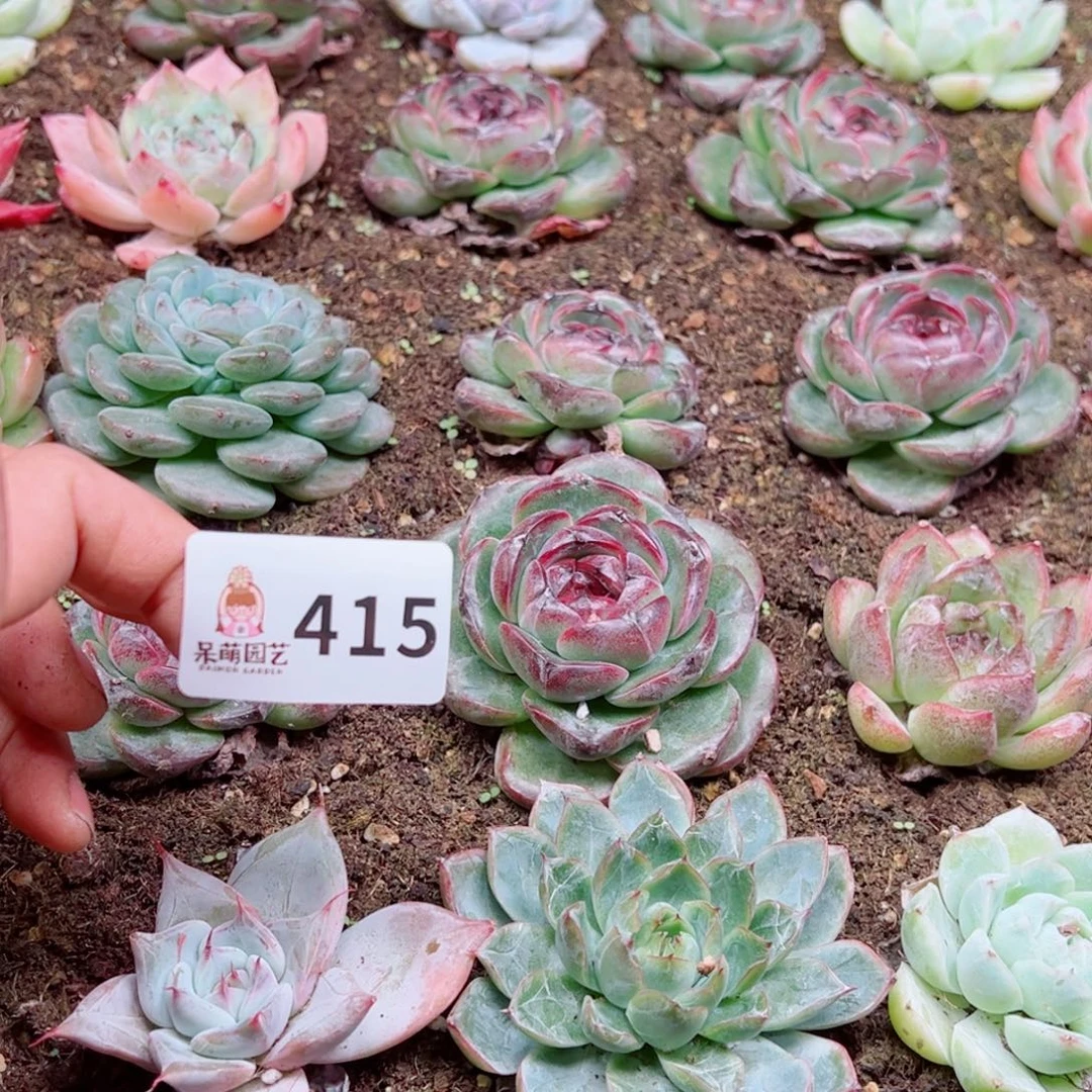 芽***呀多肉植物多肉植物