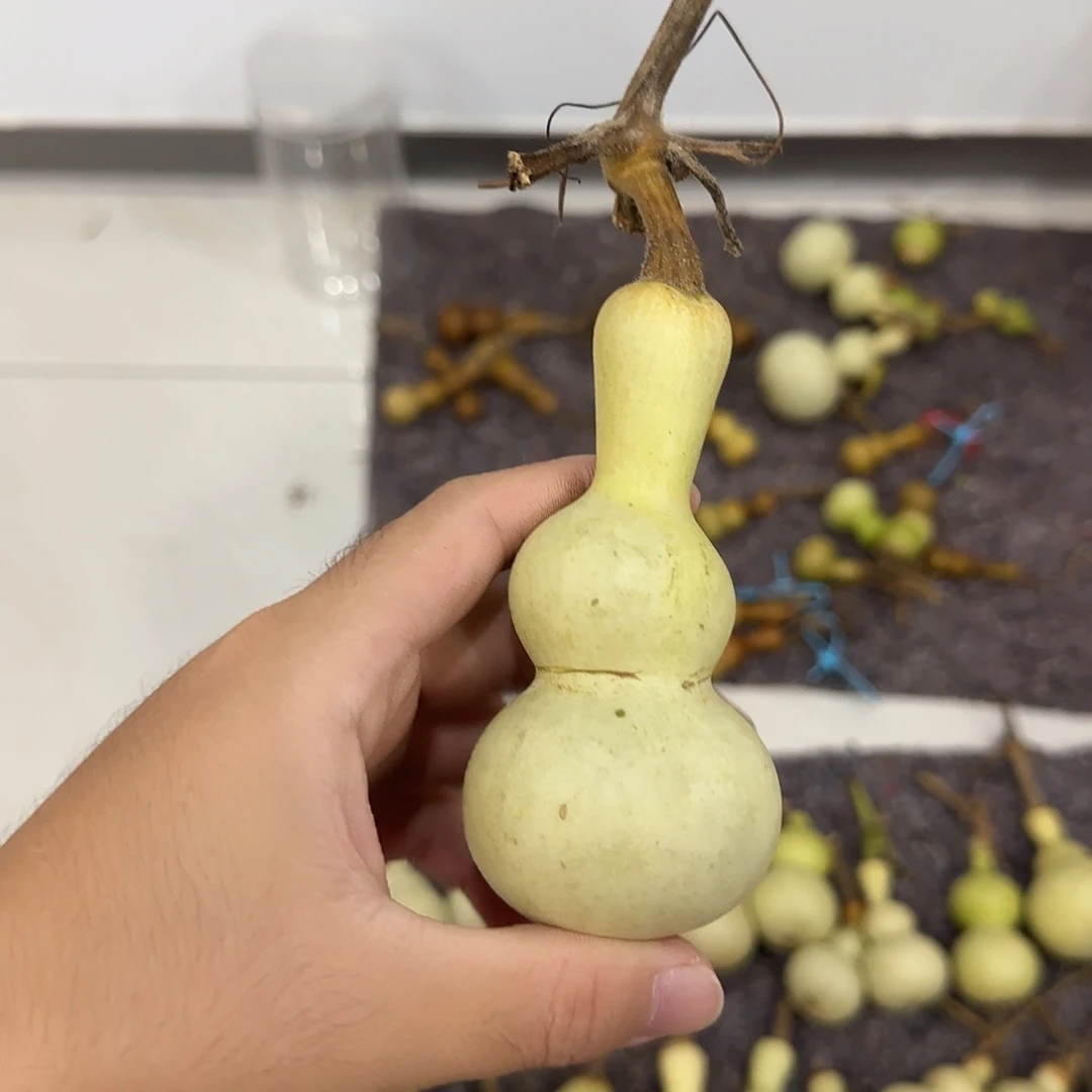 顺***瓜葫芦djdjdjdjszjxnsnxn