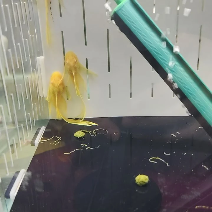 工具鱼一对黄金大帆7-9厘米