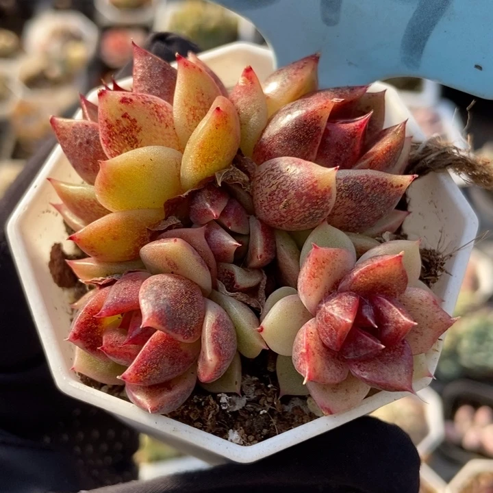 519水晶玫瑰多肉植物保护