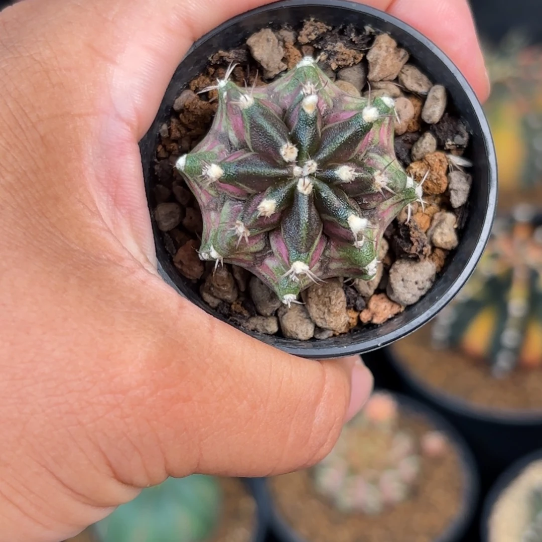 泰系米哈实生仙人球97