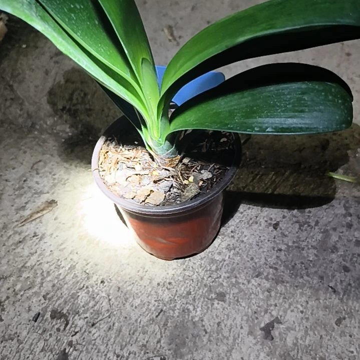 完全开放红阳大苗