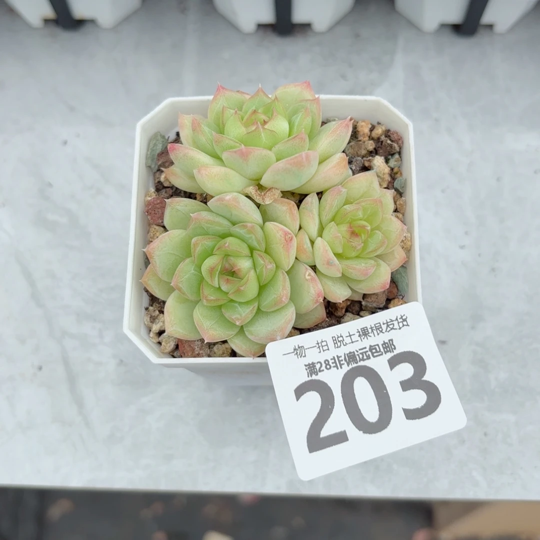 麦秆群无盆土发货