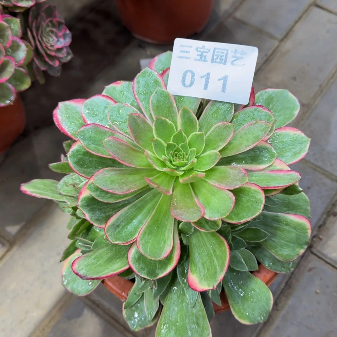 种****姐多肉植物011粉花妖