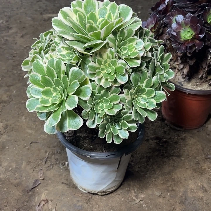 多肉植物迈巴赫12
