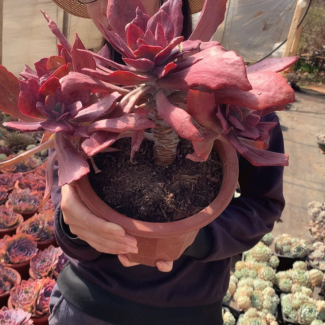 钻石锦28米 年底福利