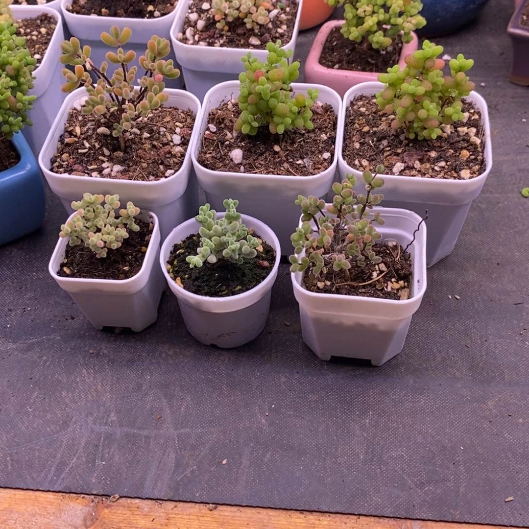 L***子无花朵239六颗福利。