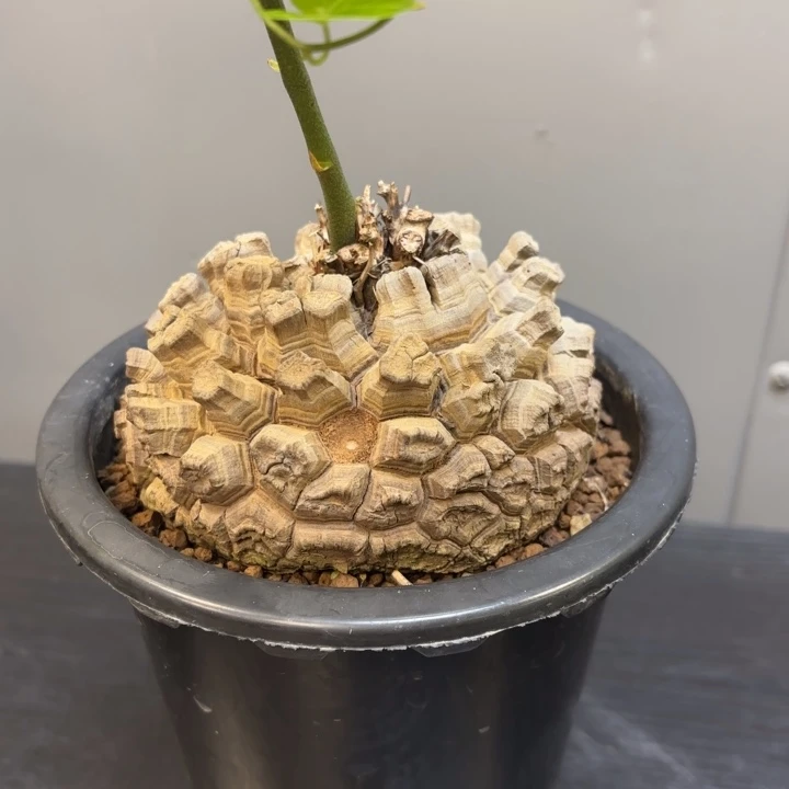 5 号日系南非龟甲龙