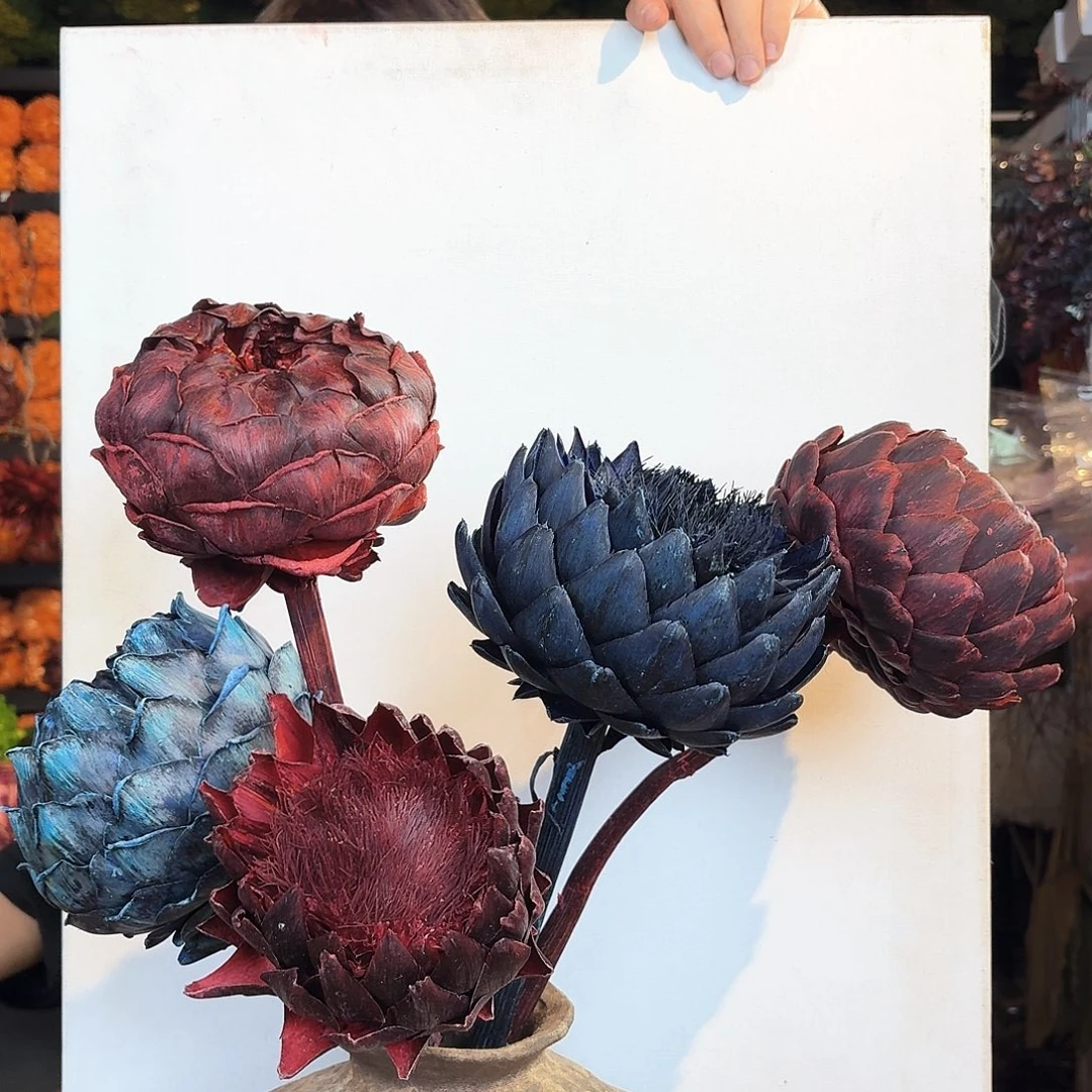 完全开放C48混色洋蓟5枝