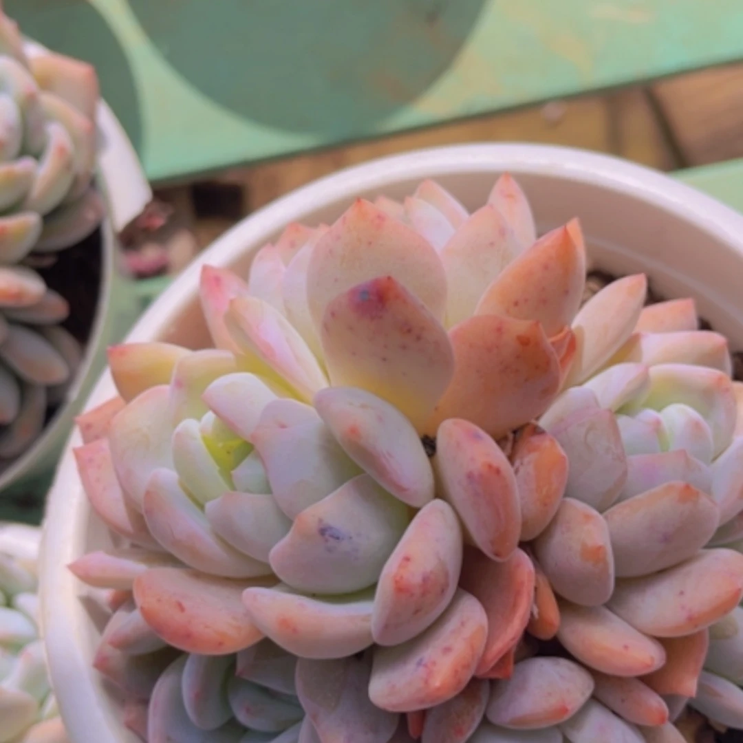 【闪购商品】橙梦露08196