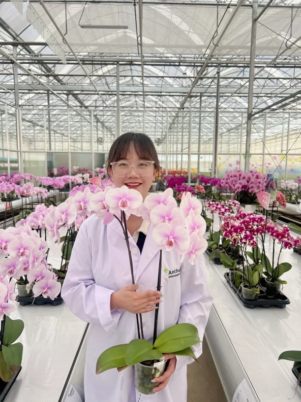 荷兰安祖【阿尔提亚】大花蝴蝶兰盆栽带花室内