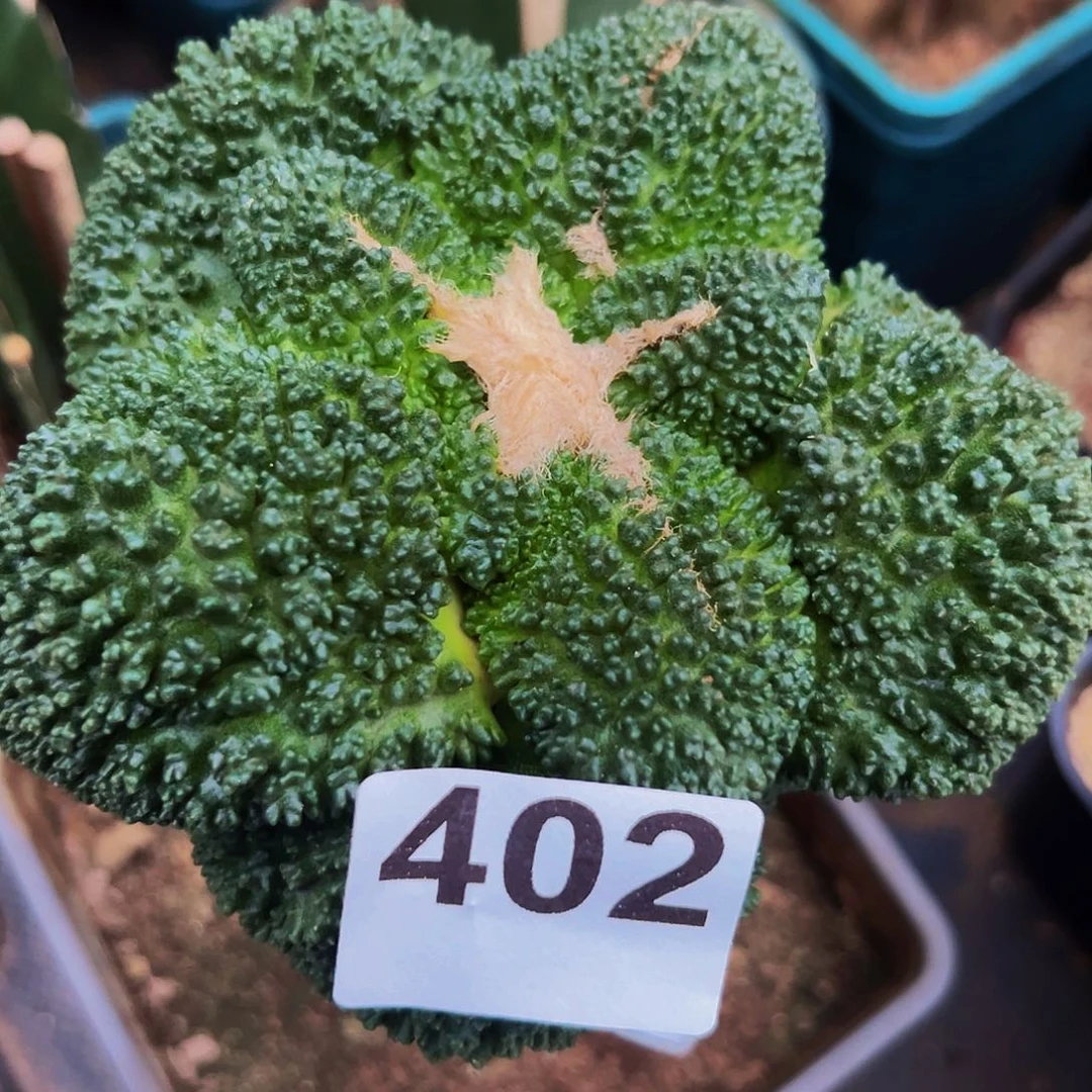 无花朵福利大尤哥斯拉牡丹402