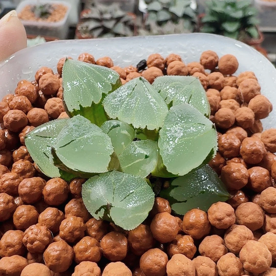 果***茶十二卷 冰玉鸾 福利