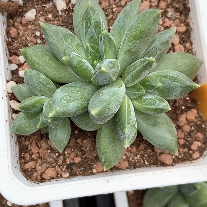 多肉植物重楼523多饿