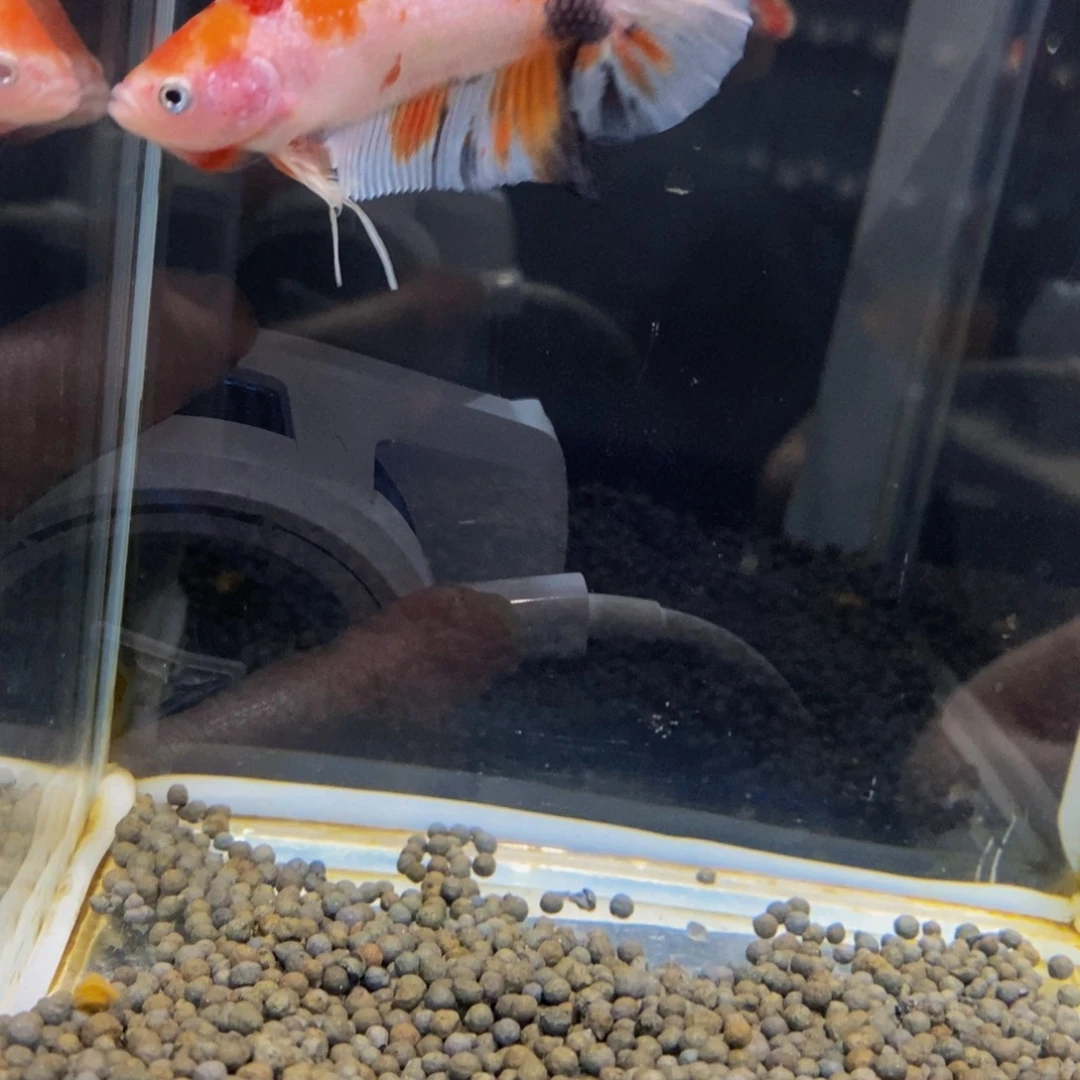 斗鱼373巨斗111111