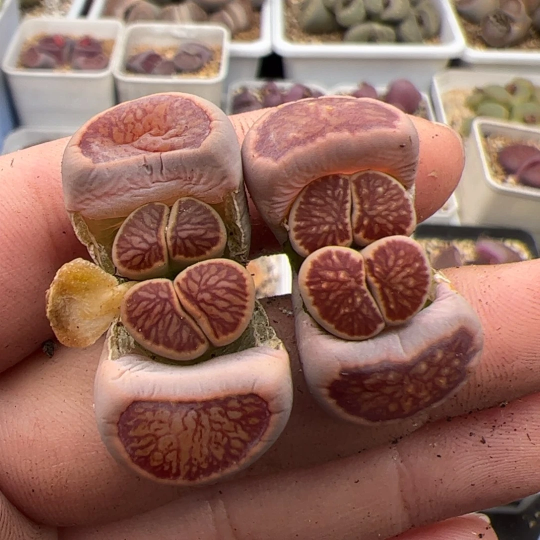 有****想054号菊2颗 多肉植物