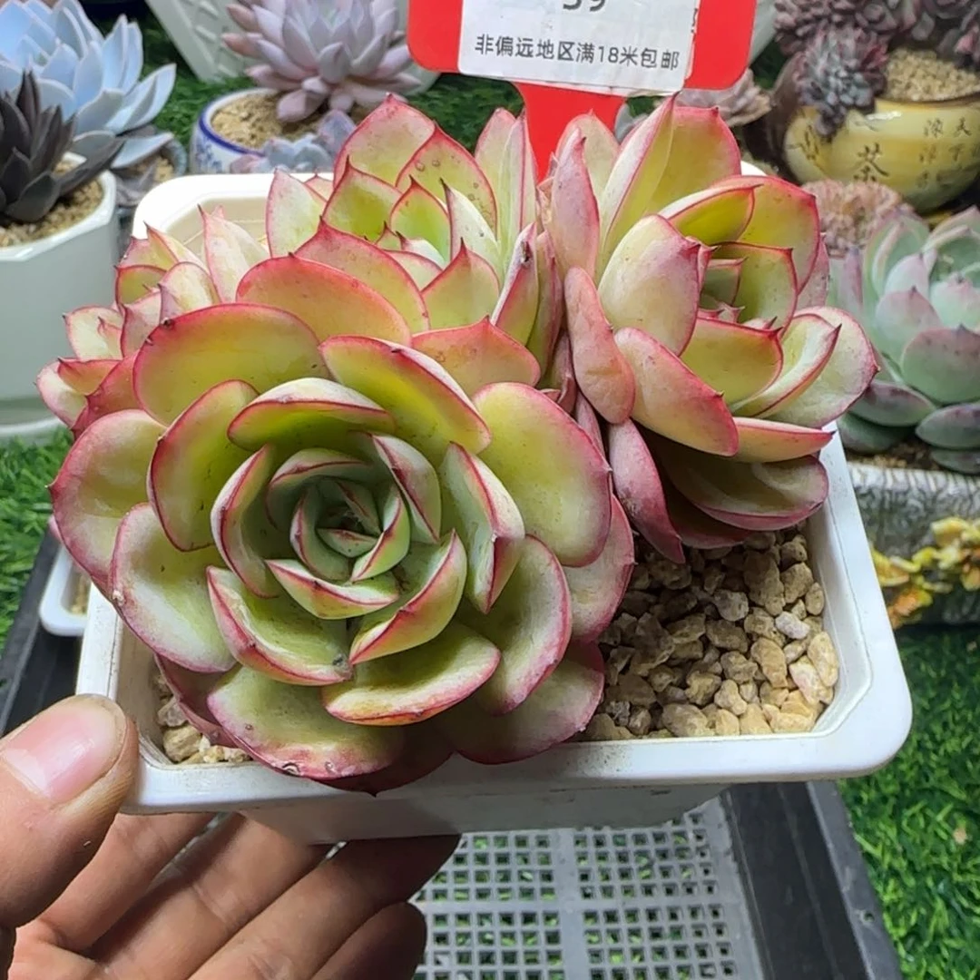 解忧多肉植物编号39