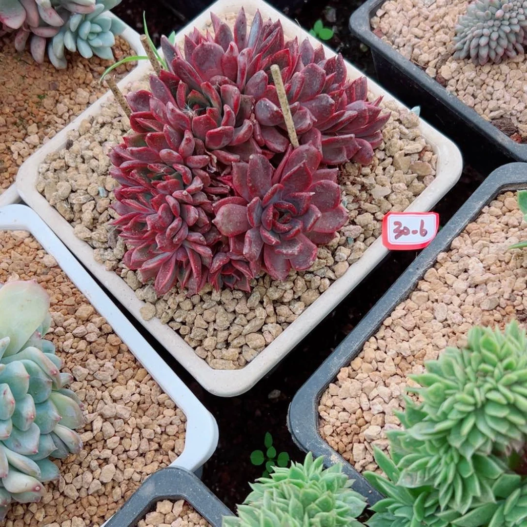 迎**夏精品多肉植物老桩