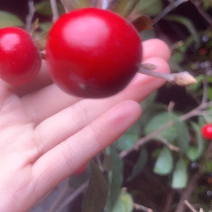 无花朵红灯红灯了