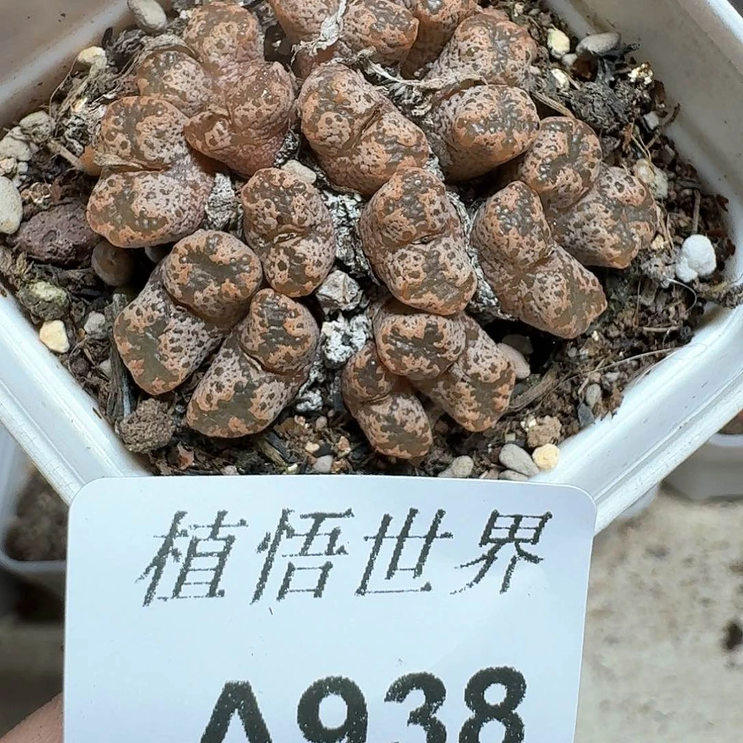 938号多肉植物哇fv b