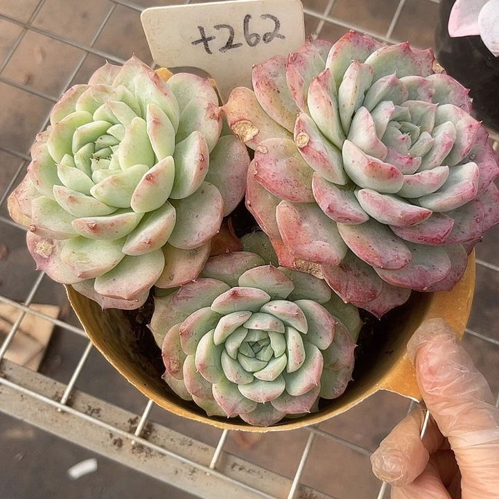 两单包邮，一物一拍262杂交