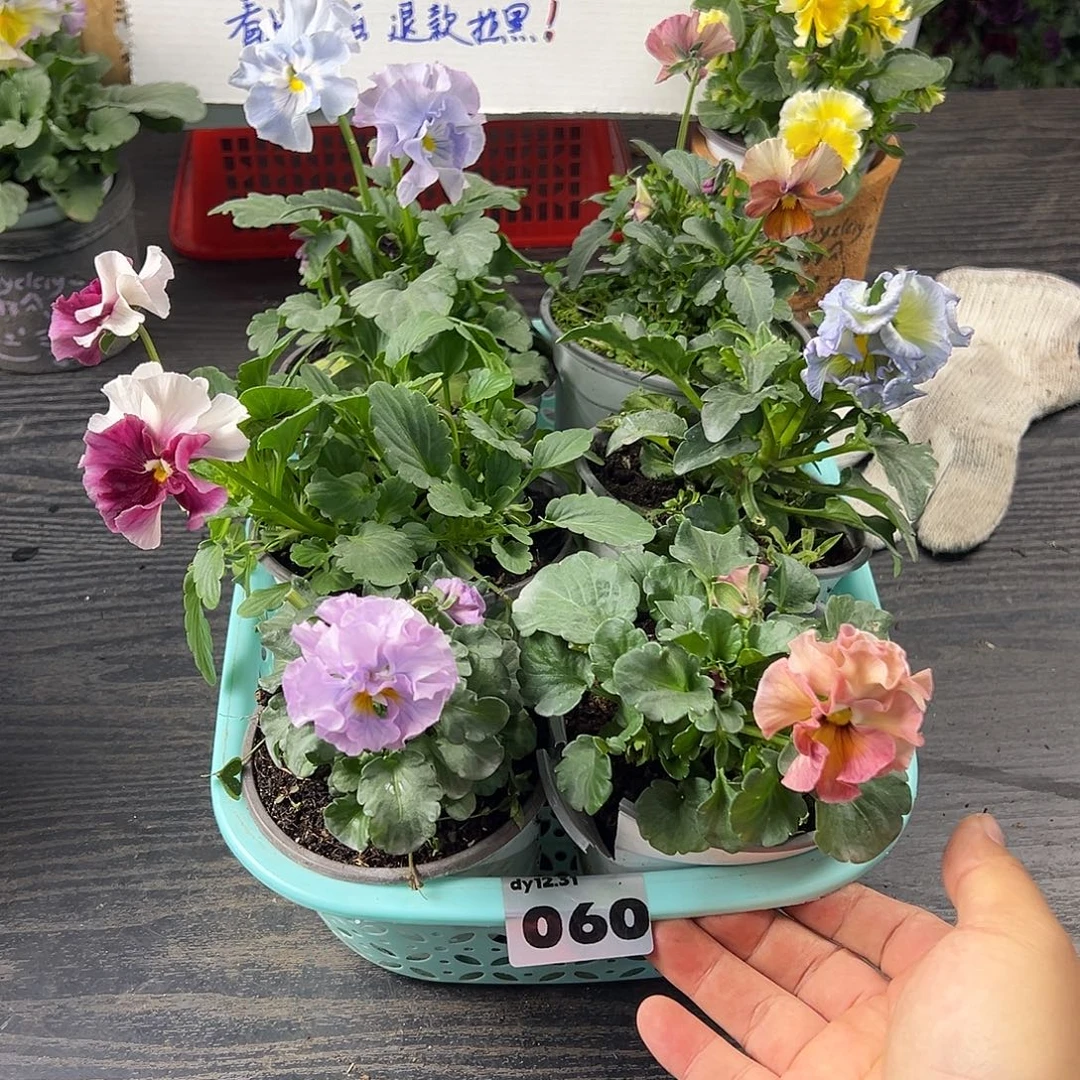 大部分花苞少量开放060号