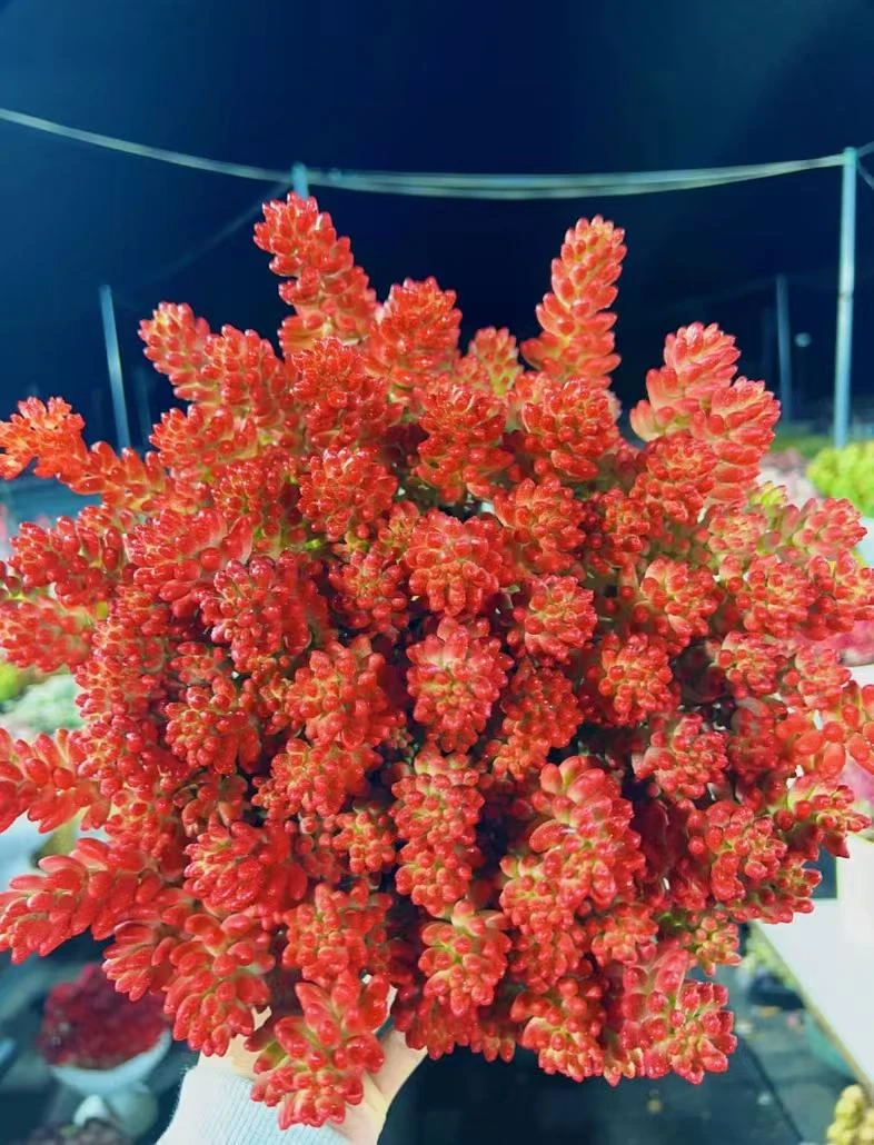 G红葡萄（转运珠） 耐晒皮实 绿植 室内室外都能养