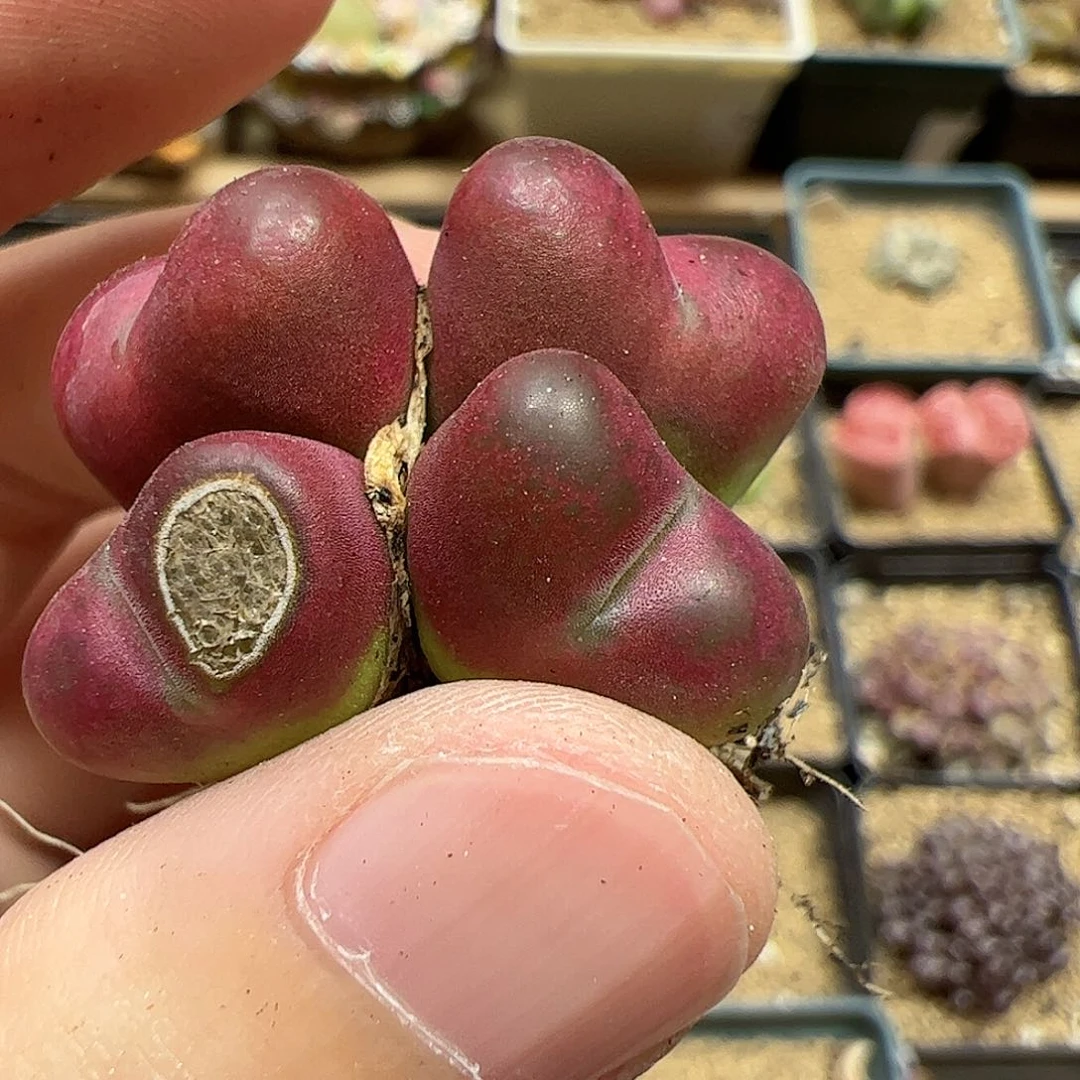 【闪购商品】321 开播福利