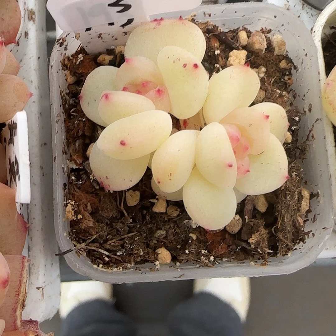 3开播福利半价甜心193双头