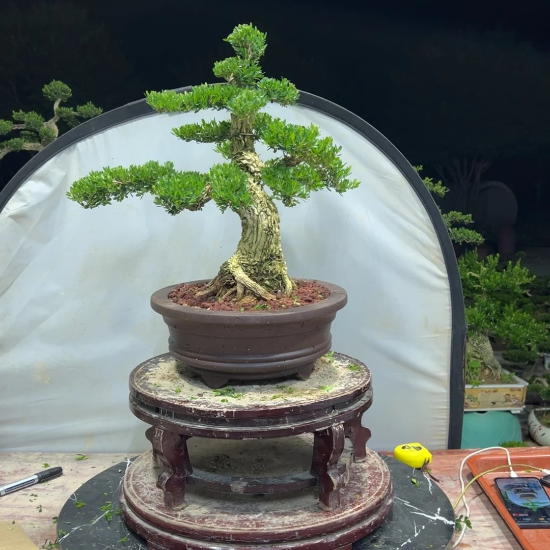 无花朵广东皱皮雀舌黄杨