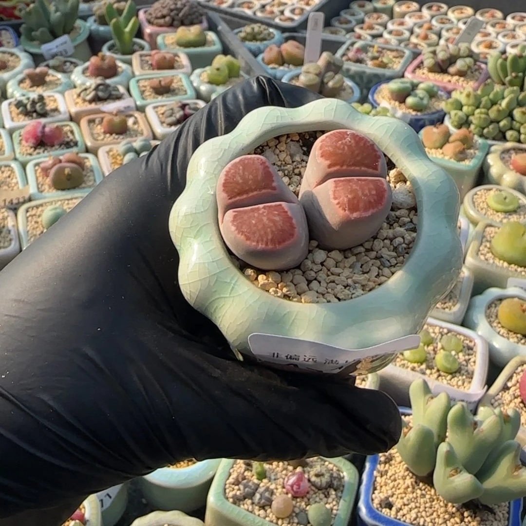 4318--一物一拍 带盆