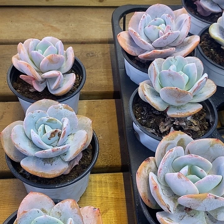 奶茶福利价格去拍