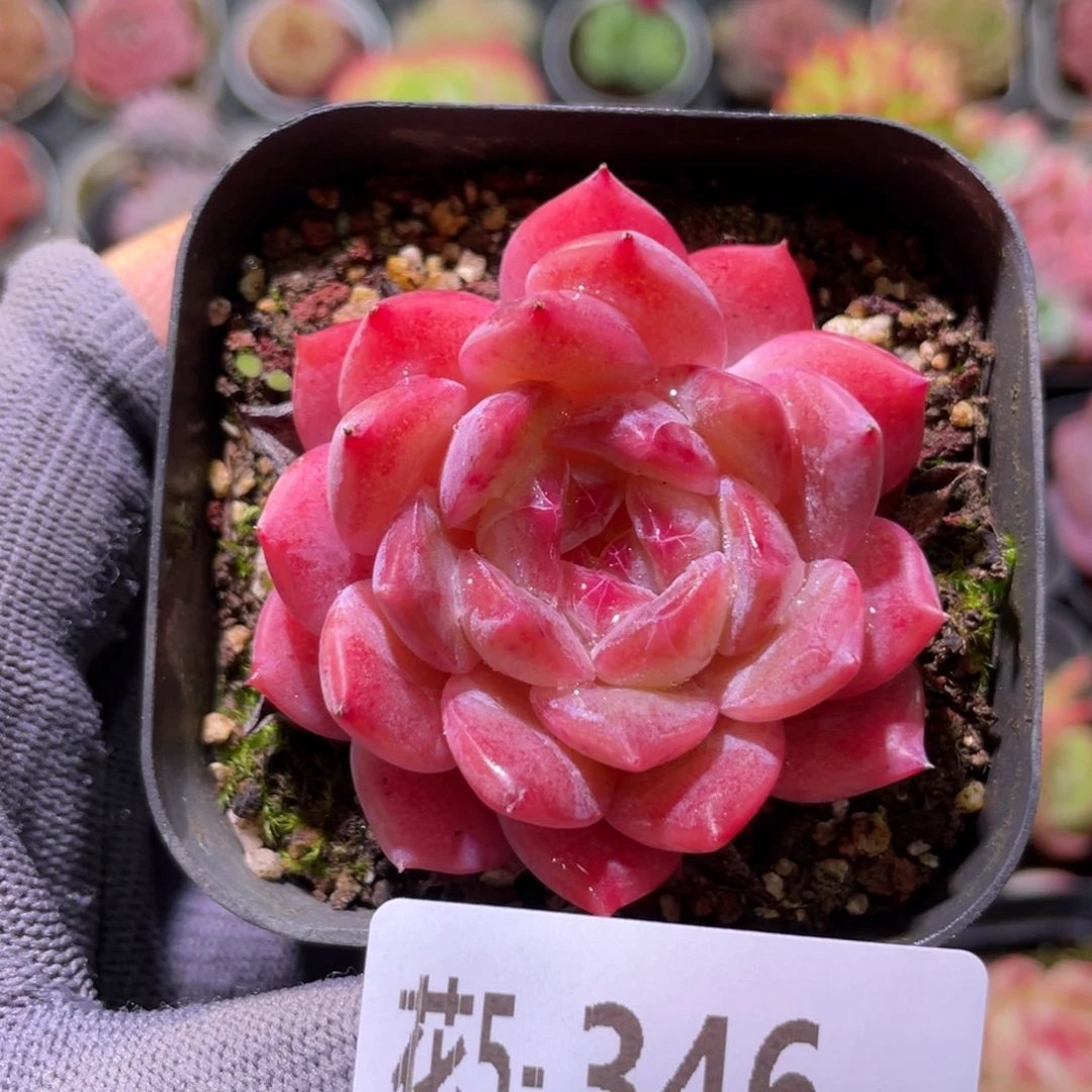 花利美5-346颜霜