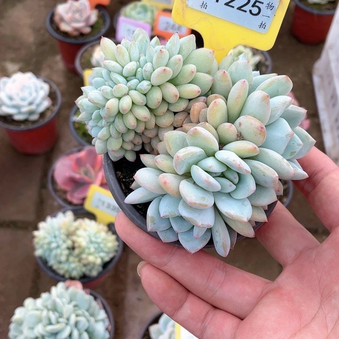 【闪购商品】大*糖1225号