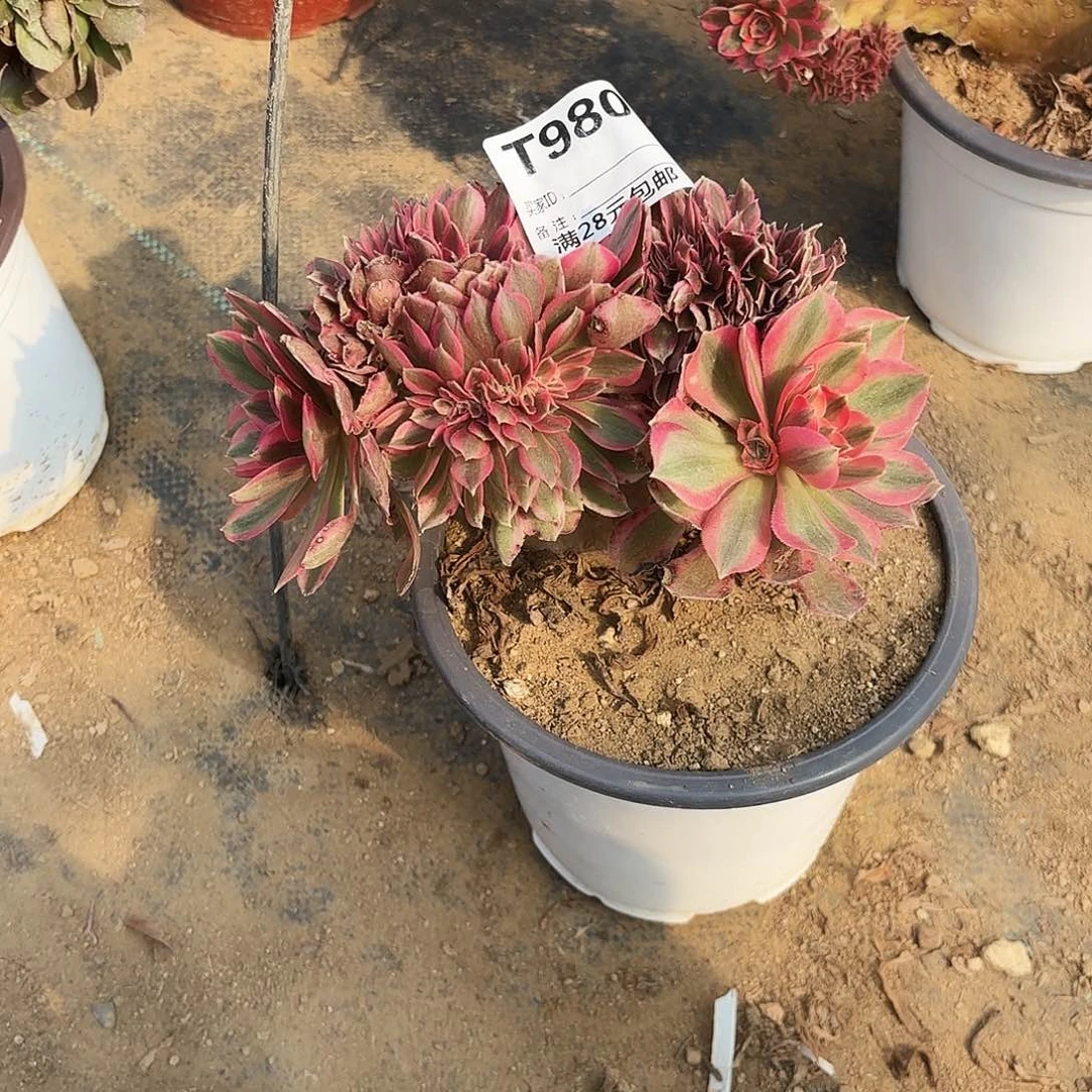 980粉女巫缀多肉植物
