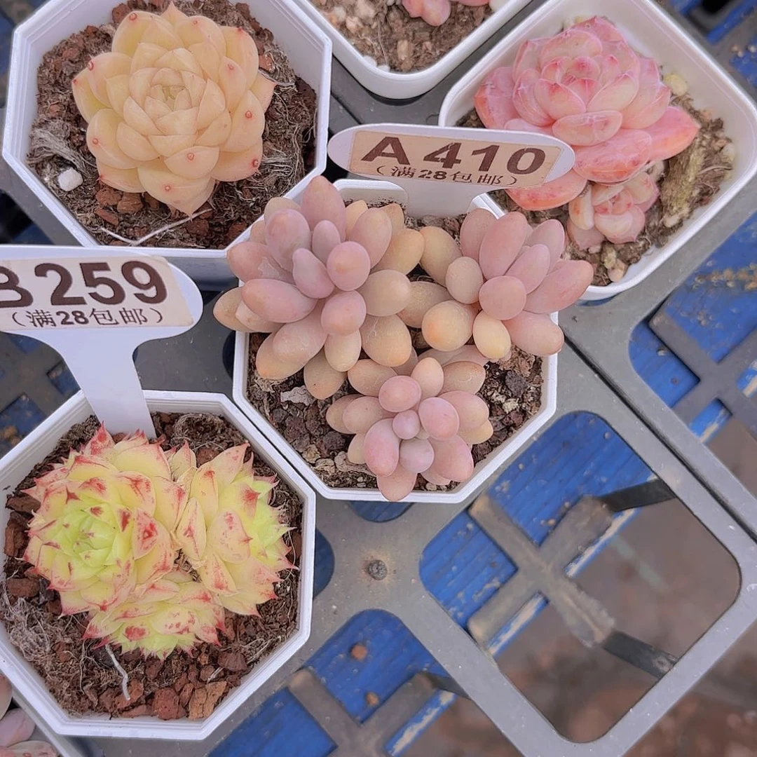 A410手指奶一物一拍