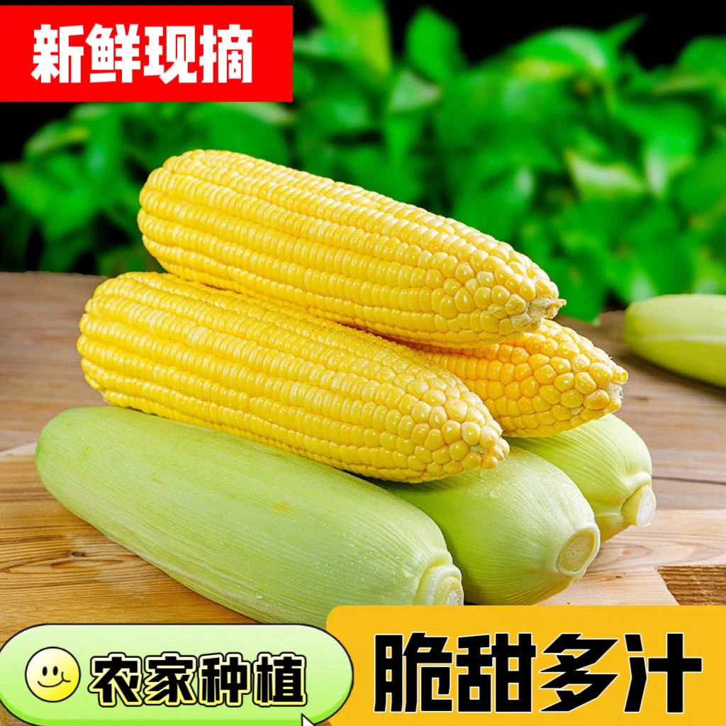新鲜水果玉米包谷苞米带黄色甜玉米新鲜蔬菜嫩玉米炖排骨蒸煮早餐