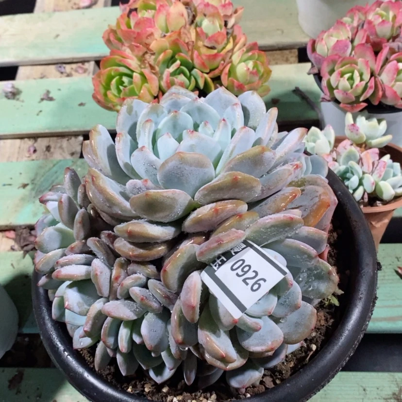 【闪购商品】橙梦露0926