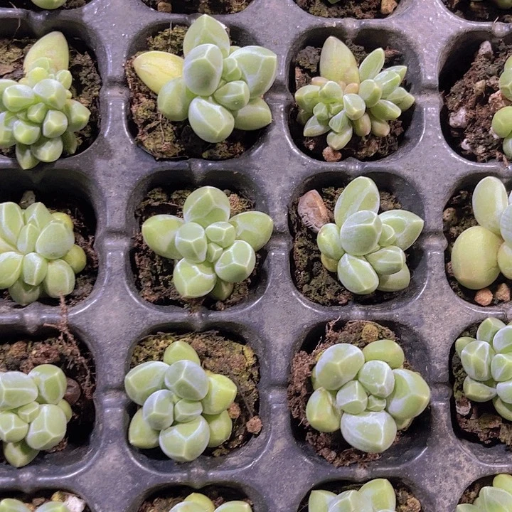 精品黑肌愣叶多肉植物